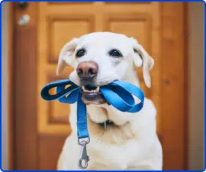 Dog holding leash